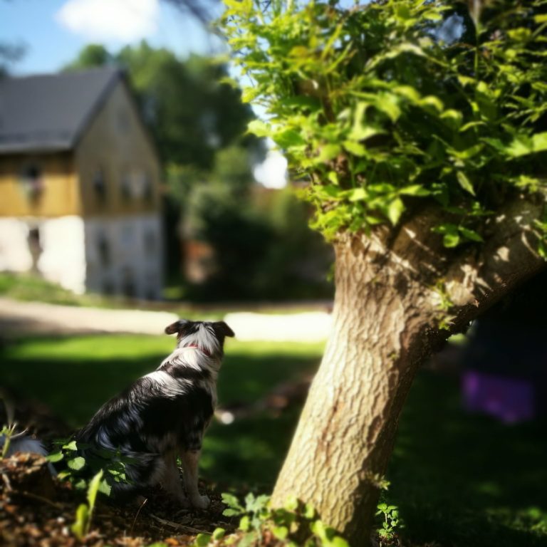 Lienlasmühle Hundepension Zottels Best