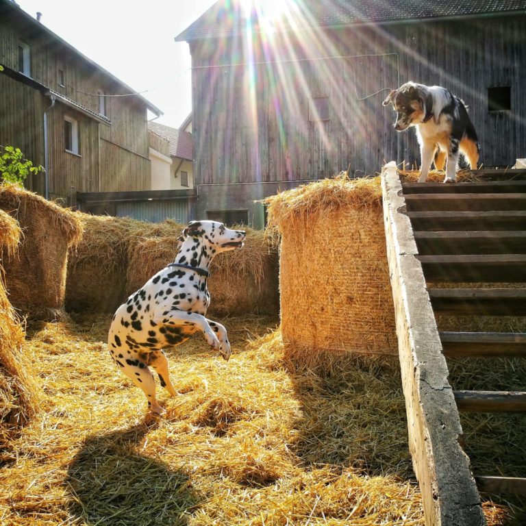 Lienlasmühle Hundepension Zottels Best