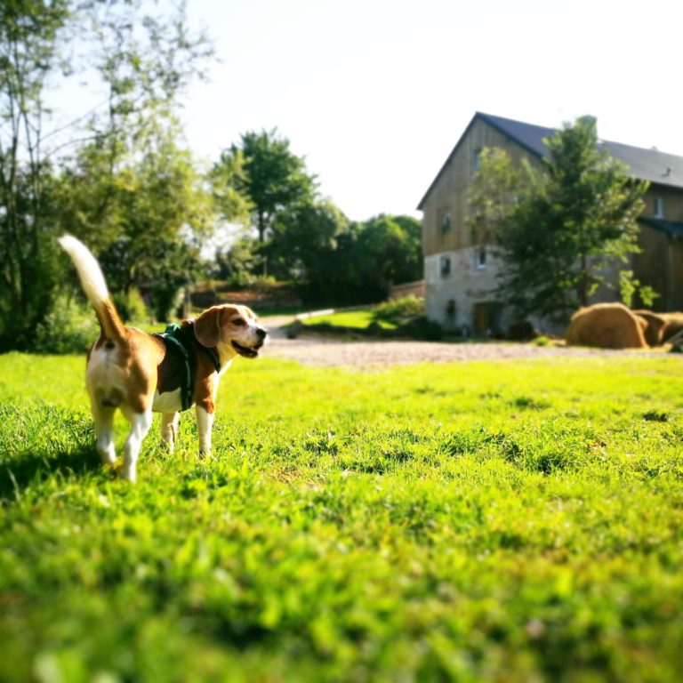 Lienlasmühle Hundepension Zottels Best