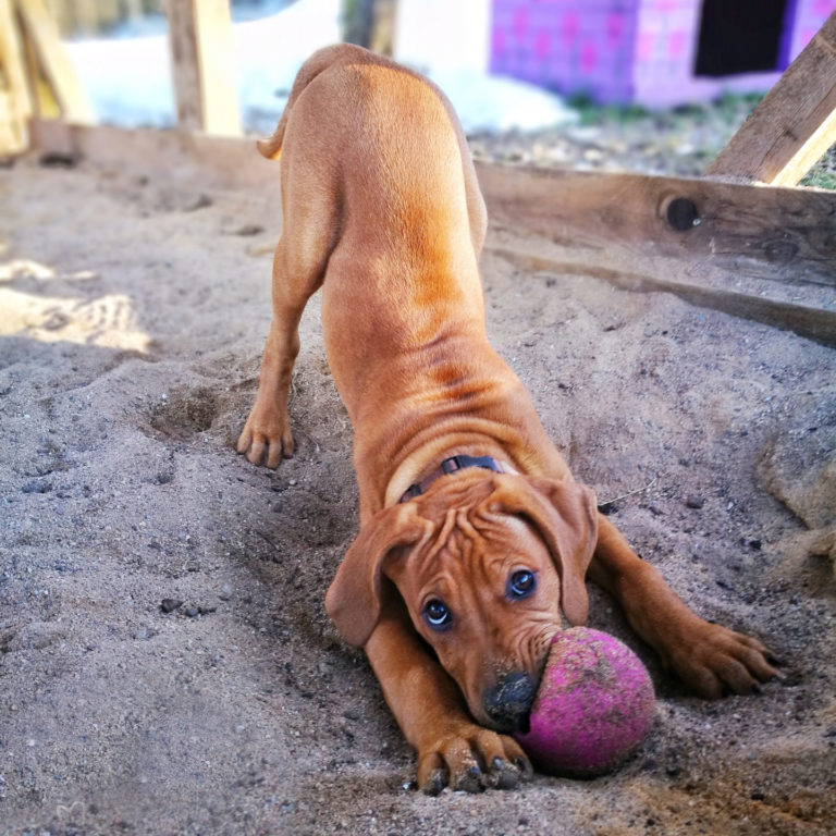 Lienlasmühle Hundepension Zottels Best
