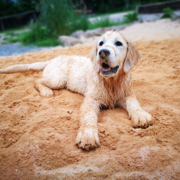 Lienlasmühle Hundepension Zottels Best