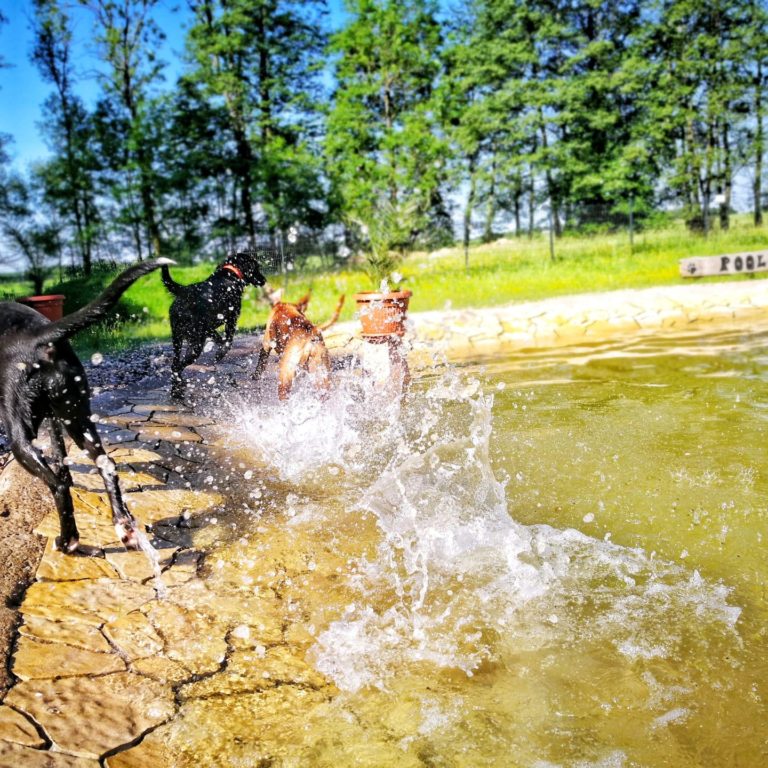 Lienlasmühle Hundepension Zottels Best