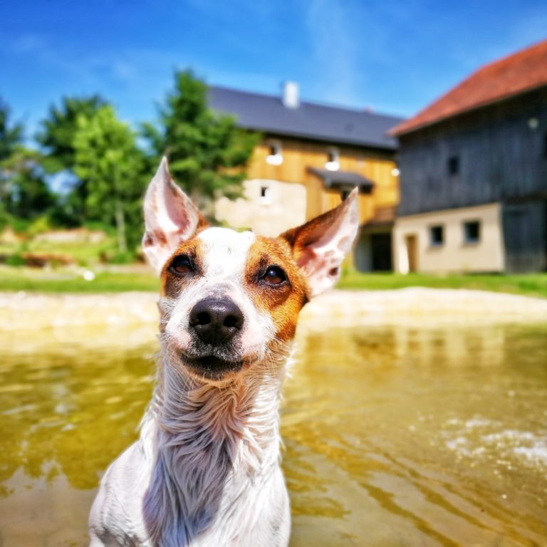 Lienlasmühle Hundepension Zottels Best