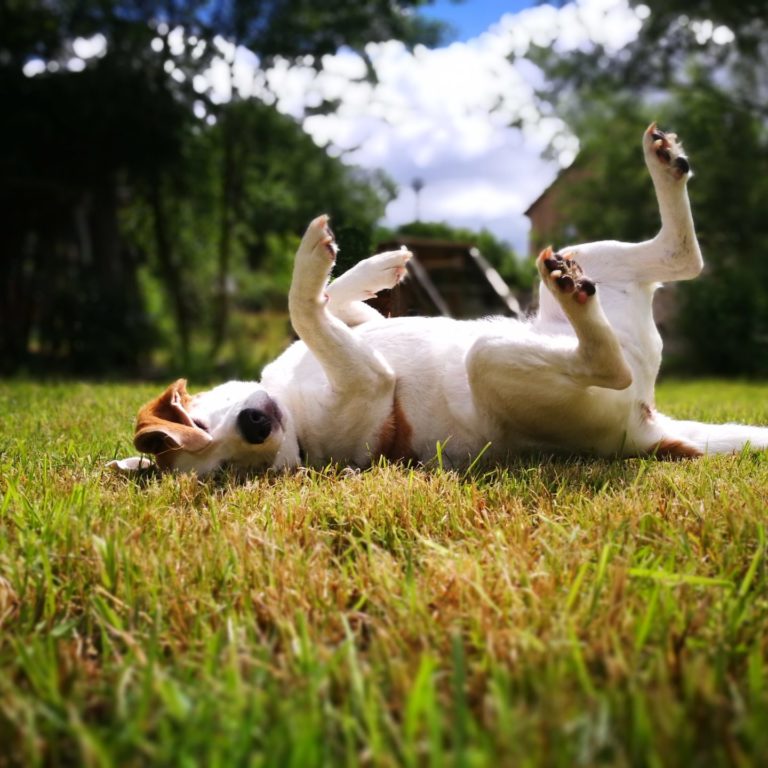 Lienlasmühle Hundepension Zottels Best