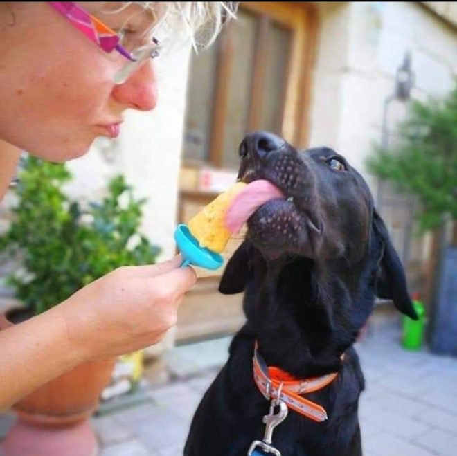 Hundeeis selbst gemacht