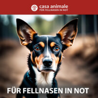 Du willst helfen? Wir liefern deine Spende direkt in den Schutzhof