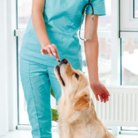 VETcare GASTROINTESTINAL - bei Magen/Darm Problemen – Bild 5