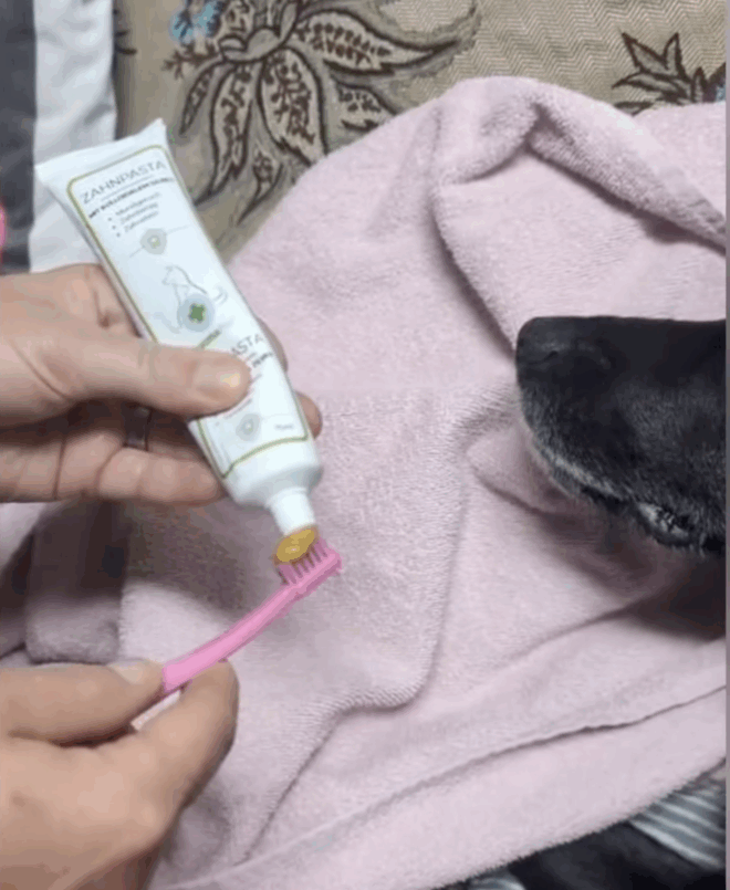 Zähneputzen beim Hund